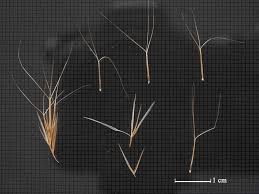 Image result for Aristida recta