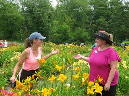 Maybe you would like to learn more about one of these? Daylily Fundraiser A Blooming Success For Healthy Families Winchester Star Winchesterstar Com