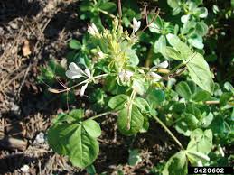 Image result for Cleome gynandra