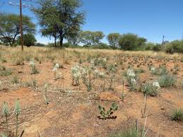 Image result for Ornithogalum seineri