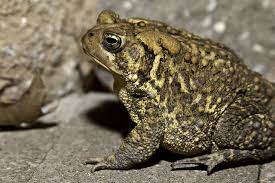 pin on andy don t play with frogs andy put that dirty thing down look at the frog