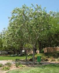 They also require more frequent pruning to keep them under control and help them develop a strong structure. Fast Growing Trees For Hot Dry Desert Gardens