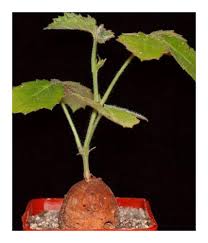 Image result for Cyphostemma adenocaule