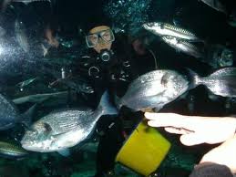 Sea Life London Aquarium Uk Aquarium Sea Zoo Animals