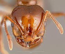 As fire ants tend to attack their victims. Red Imported Fire Ant Wikipedia