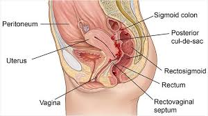 The stomach is responsible for the secretion of digestive enzymes and gastric acid required to digest food products. Bowel Endometriosis Symptoms Why It Is Misdiagnosed And How To Get Evaluated And Treated For It Everyday Health