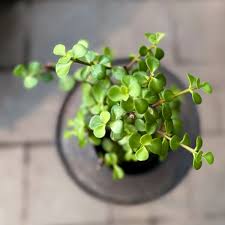 Image result for Grona afra