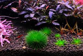 Image result for Eriocaulon inyangense