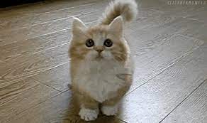 Pin By Sam Morrison On Kitty Kitty Meow Meow Cute Kitten Gif Kittens Cutest Fluffy Kittens