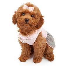 Miniature Poodle Lifespan How Long Can A Miniature Poodle Live