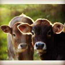 I Love My Cattle Animals Cute Cows Animals Beautiful
