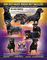 von der hause roush rottweilers breeding the classic beautiful rottweiler jessica carlisle yucaipa california jessica r rottweiler rottweiler breed stud dog