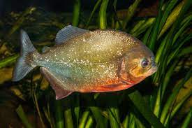 Piranha - Wikipedia