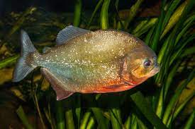 FISH