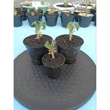 Image result for Corallocarpus welwitschii