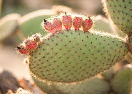 Get a handful of dirt or sand, then rub them where the needles are. How To Clean A Cactus Fruit Cactusway