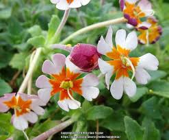 Midnight candy night phlox #8195. Night Phlox Zaluzianskya Ovata Orange Eye Garden Org