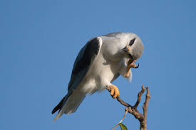 Image result for Alectra dunensis