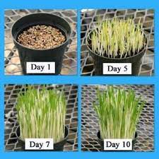 Variegated Cat Grass Seeds A Real Treat For Your Feline Companion 100 Seeds In 2021 Cat Grass Grass Seed Foliage Plants
