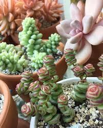 Meet other people who share your interests and can answer your questions. Crassula Baby Necklace Succulents Propagating Succulents Propagate Succulents From Leaves