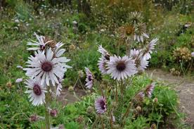 Image result for Berkheya