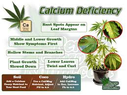 Diagnose A Cannabis Plant Problem Percys Grow Room Sign Up Today
