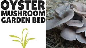 We did not find results for: The Easiest Way To Grow Oyster Mushrooms An Outdoor Garden Bed Youtube