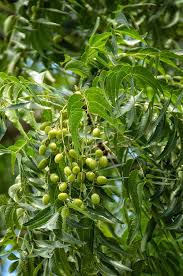 We did not find results for: Neem Fruit