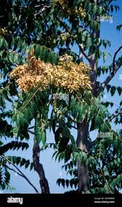 Image result for Simaroubaceae