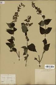 Image result for Ocimum lamiifolium