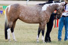 Buckskin · los angeles, ca. Pin On Horses