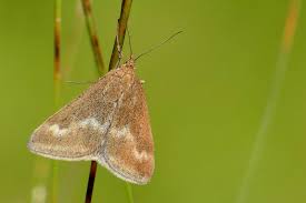 Image result for Pyrausta aerealis