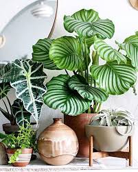 Beautiful Urban Jungle Plant Styling Large Leaf Plants Plant Decor Indoor Plants