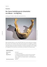 Der Homo Heidelbergensis Unterkiefer Von Mauer Ein Mystery Gymnasium (sek.i), integrierte gesamtschule, kooperative gesamtschule. der homo heidelbergensis unterkiefer