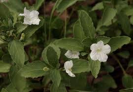 Image result for Ruellia patula