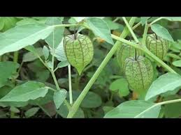 Kumpulan gambar tentang gambar buah ciplukan, klik untuk melihat koleksi gambar lain di kibrispdr.org. 7 Manfaat Buah Dan Daun Ciplukan Untuk Kesehatan Dirumahaja Youtube