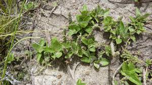 Image result for Nelsonia canescens