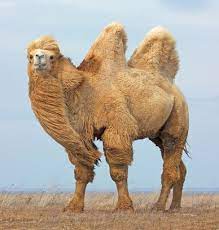 Riesige sammlung, hervorragende auswahl, mehr als 100 mio. Kamel Lama Alpaka Alles Eine Familie Simplyscience