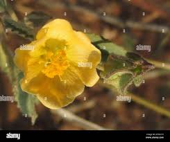 Image result for Sida ovata