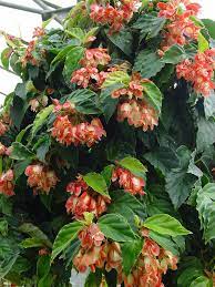 begonia hanging basket wow plants wandering jew