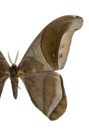 Image result for Hippocratea ritschardii