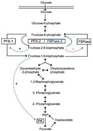 Biochemistry Basics Pogil Answer Key Pdf Pfk 2 Fbpase 2 Control Of Glycolysis Gluconeogenic Pathways Biology Notes Biology Worksheet Biochemistry Notes