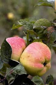 Pin On Apples