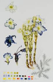 Image result for Harveya