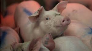 Check spelling or type a new query. Impor Daging Babi Di Indonesia Peternak Di Dalam Negeri Jadi Anak Haram Bbc News Indonesia