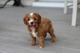 Maybe you would like to learn more about one of these? How Much Does A Cavapoo Cost Puppy4homes
