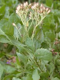 Image result for Pluchea