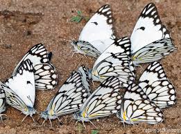 Image result for Hermbstaedtia fleckii