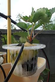 Check spelling or type a new query. Hydroponic Strawberry Tower Top Tips
