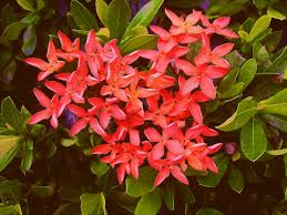 Image result for Ixora praetermissa
